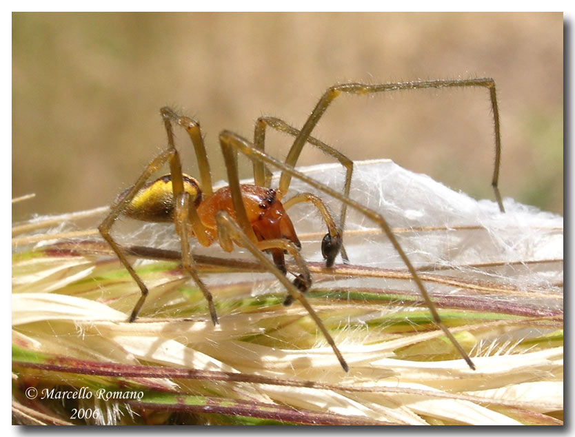 Una paziente coppia di ragni Cheiracanthium sp.